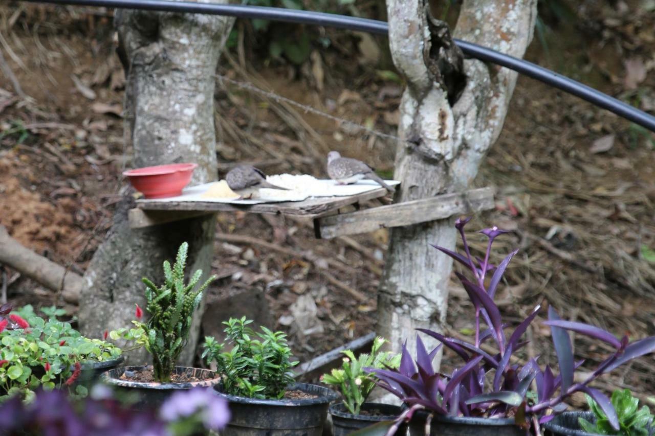 Secret Nest Homestay Ella Εξωτερικό φωτογραφία