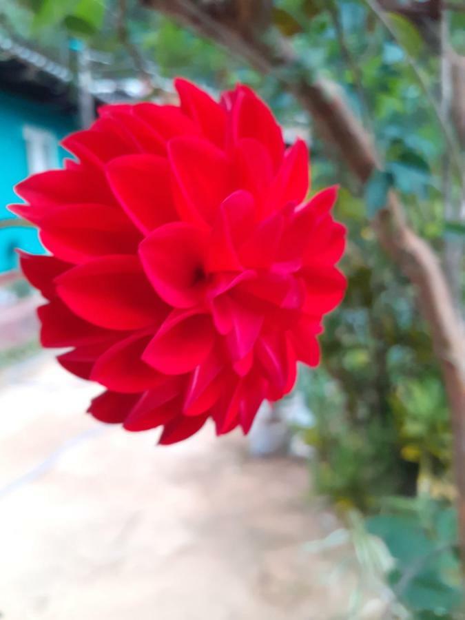 Secret Nest Homestay Ella Εξωτερικό φωτογραφία
