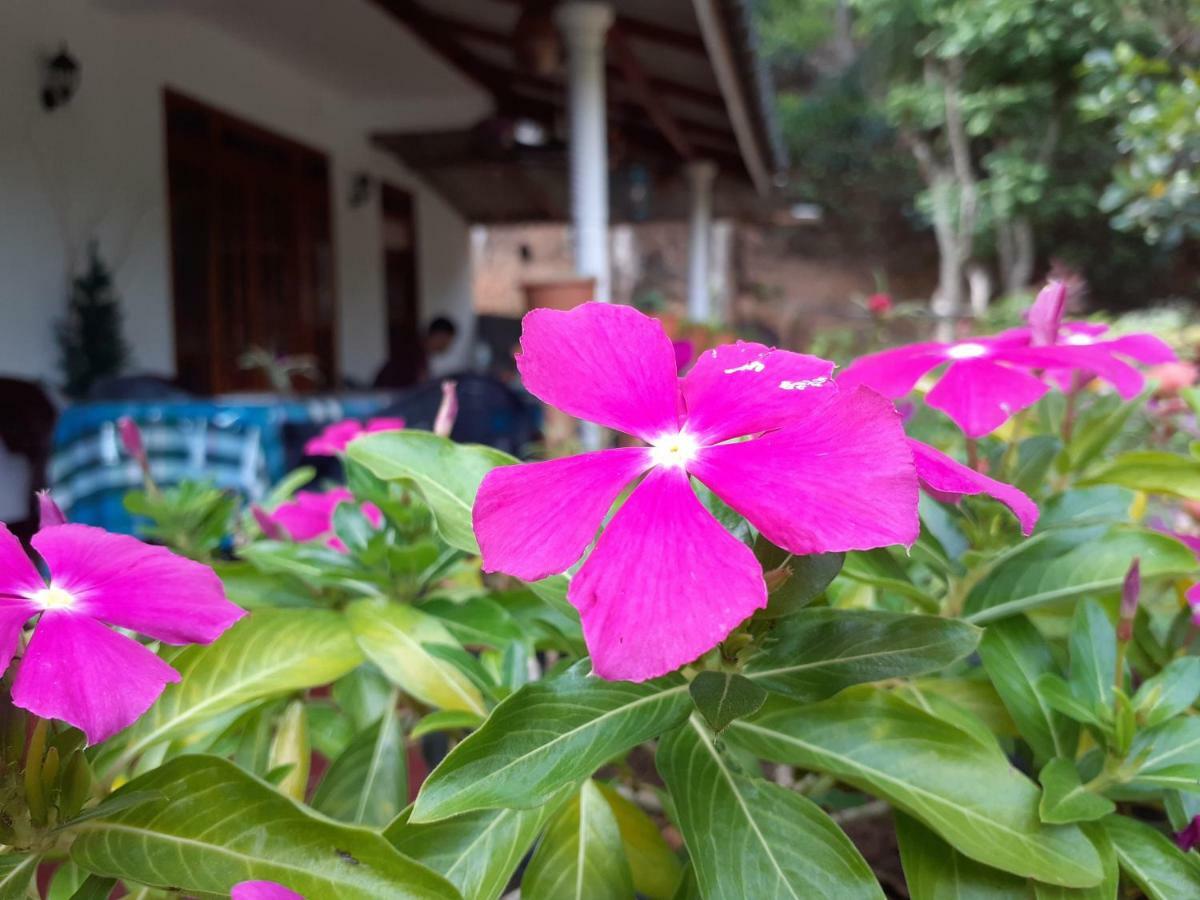 Secret Nest Homestay Ella Εξωτερικό φωτογραφία